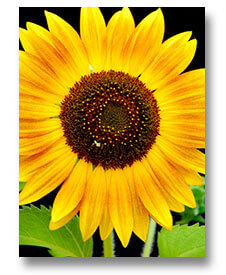 Process One - Kansas sunflower.